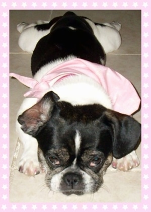 A black with white American Bullnese is laying down on a tiled floor and it is wearing a light pink bandana