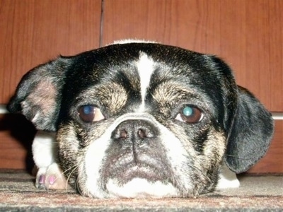 Close up - A black with white American Bullnese is laying down on a carpet