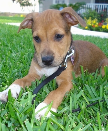 The front left side of a brown with white American Bullweiler puppy that is laying on grass, there are flowers behind it and it is looking down at the grass in front of it.