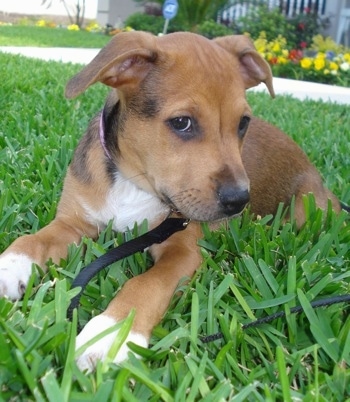The front left side of a brown with white American Bullweiler puppy that is laying on grass. Ite head is turned to the right, but it is looking forward.