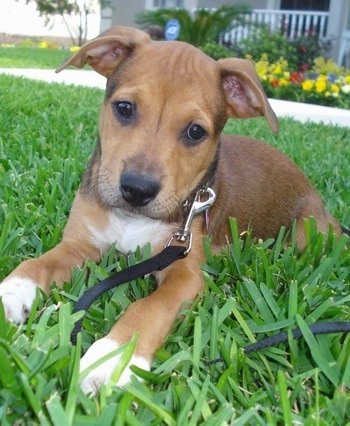 The front left side of a brown with white American Bullweiler puppy that is laying on grass and there are flowers behind it.