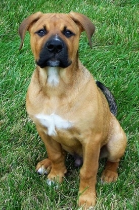 A red with white American Bullweiler puppy is sitting on grass and it is looking up.