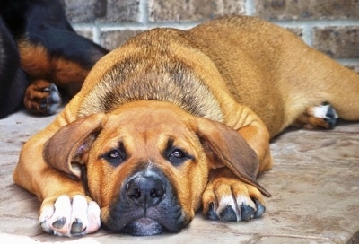 A red with white American Bullweiler is laying down on a concrete surface. There is another dog laying behind it.