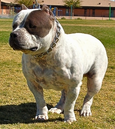 The front left side of a white with brown American Bully that is standing across grass and it is looking to the left.
