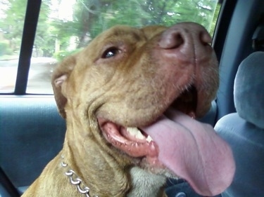 Close Up - The front right side of the face of an American Pit Bull that is sitting in a car with its mouth open and its tongue out.