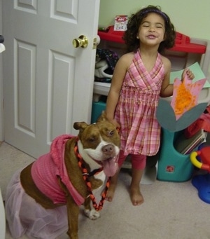 The front right side of a brown with white Pit Bull Terrier that is sitting in a room wearing a dress with its tongue out and mouth open. There is little girl standing next to the puppy.
