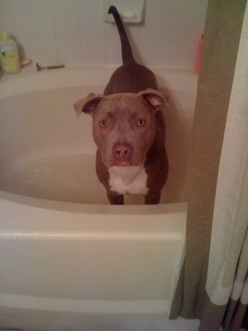 A brown with white American Pit Bull Terrier puppy is standing in a bath tub and it is looking forward.