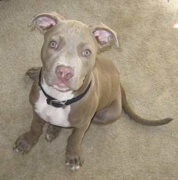 Topdown view of a gray with white American Pit Bull Terrier puppy that is sitting on a carpet and it is looking up.