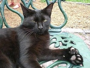 Mittens a Polydactyl cat is laying outside on a green metal park bench