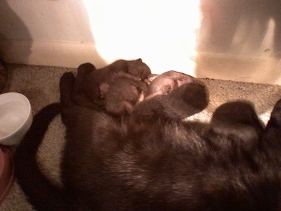 A litter of Polydactyl Kittens laying in front of a wall with the mother cat