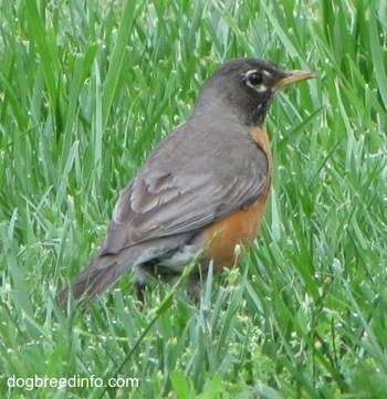American Robin standing in tall grass