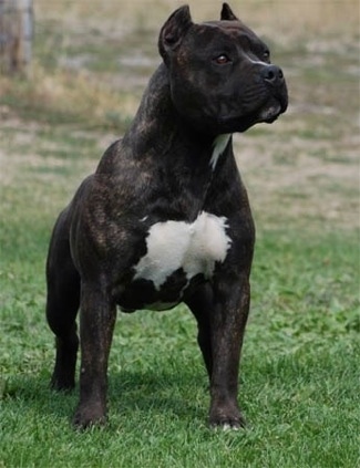 A black brindle with white American Staffordshire Terrier is standing on a lawn and it is looking to the right.