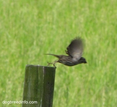 American Tree Sparrow flying off of a piece of wood