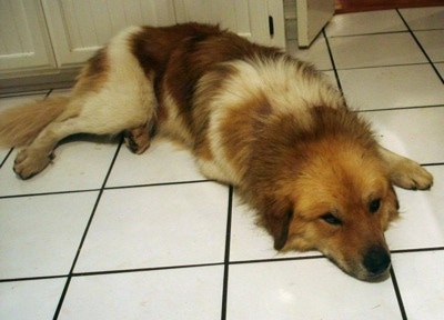 The front right side of a brown and white Anatolian Pyrenees that is laying down in a kitchen with cupboards behind it.