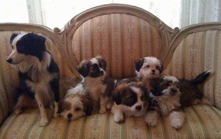 A Litter of five Auss-Tzu puppies are sitting, next to a Miniature Australian Shepherd on the left. They are sitting on a couch.