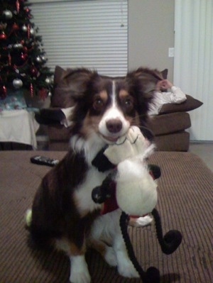 The front right side of a chocolate with white and tan Aussie-Corgi is sitting down with plush doll in its mouth and there is a Christmas tree behind it.