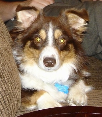 Close up - A chocolate with white and tan Aussie-Corgi that is laying on a couch and it is looking forward.