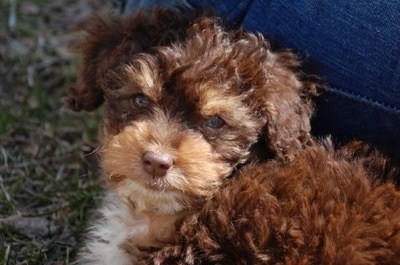 Close up upper body shot - A wavy-coated brown with white Miniature Aussiepoo puppy is sitting in grass next to a person who is wearing blue jeans.