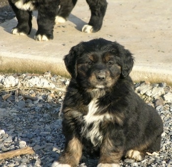 The front left side of a black with tan and white Australian Retriever puppy that is sitting on tiny rocks in front of a sidewalk. There is another puppy standing behind it.