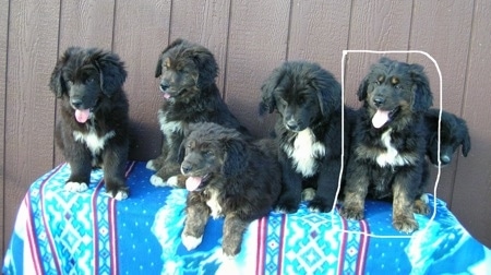 A Litter of Australian Retriever puppies that are sitting on a table, that is outside and in front of a wooden fence.