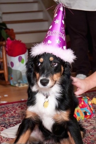 A black with white and tan Australian Shepherd puppy is wearing a purple birthday hat and it is sitting on a rug. There is a persons hand touching the back of the puppy.