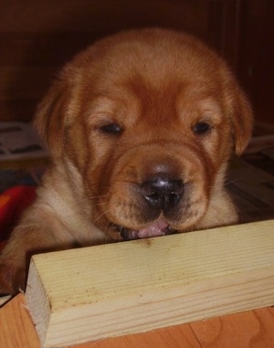 Close up - A brown with white Ba-Shar puppy is licking a 4x4 piece of wood in front of it.