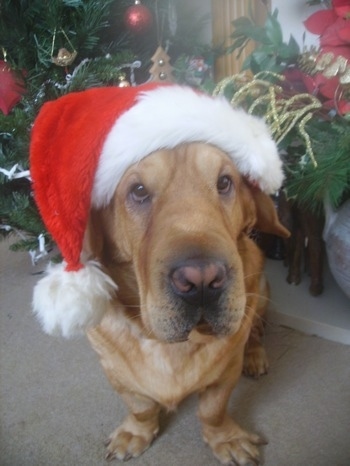 The front right side of a brown with white Ba-Shar that is sitting on a carpet and it is wearing a Santa hat