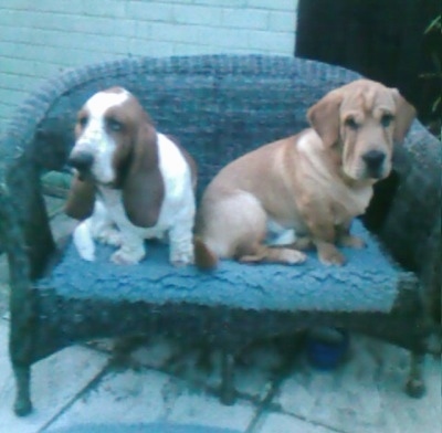 A brown with white Ba-Shar(right) and a brown and white Basset Hound(left) are sitting on a wicker love seat.