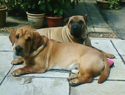 The left side of a brown with white Ba-Shar(front) and the right side of a tan with black Shar-Pei(behind) are laying on a walkway in front of a house. They both are lookign forward.