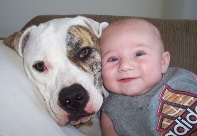 Trinity the American Bulldog and a baby lay face to face on a pillow on a couch