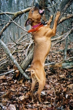 The right side of a brown Barger Stock Feist Dog that is wearing a red bandana. It is standing up on its hind legs, trying to catch an animal which is up a tree