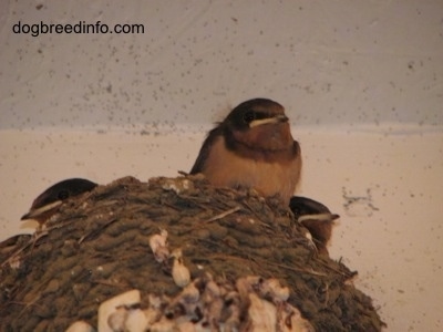 Barn Swallow babies inside of a nest