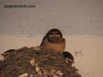 Close Up - Three Barn Swallow Babies inside of a nest