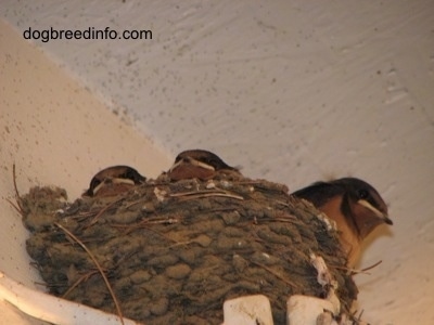 Three Barn Swallow Babies looking to the outside of the nests