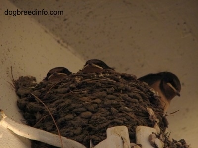 Three Barn Swallow Babies inside of the  nests peering over the top