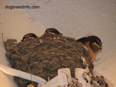 The Barn Swallows sit inside of the nest. Looking, but not moving