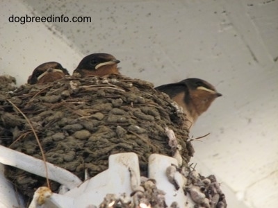 Three Barn Swallow babies inside of a nest in a building overhang