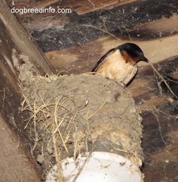 Barn Swallow sitting in its nest, which was built on a light fixture