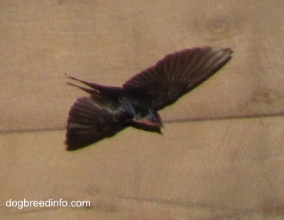 barn Swallow flying out of the barn