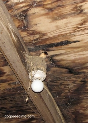 Barn Swallow sitting in its nest, which was built on a light fixture next to a wooden beam