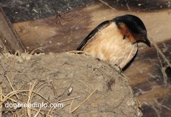 Close Up - Barn Swallow sitting in its nest