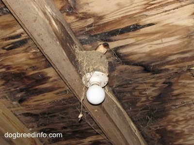 Barn Swallow sitting in its nest, which is next to a wooden beam inside of a barn