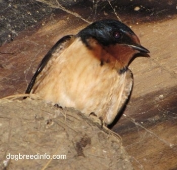 Close Up - Barn Swallow in its nest with spider webs in the background