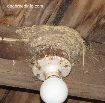 Empty Barn Swallow nest built on top of a light fixture