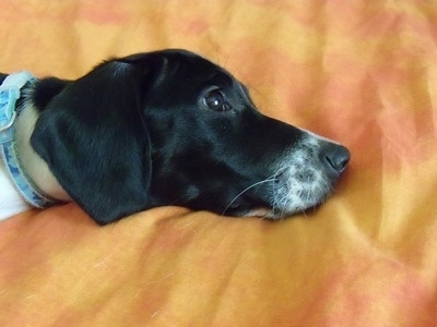 Close Up - Lupinhe the Basschshund face