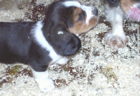 Close Up - Eight-week-old Basselier puppies walking on wood chips