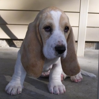 Daisey Mae the Basset Hound puppy sitting outside in front of a house