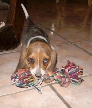Bambi the Basset Norman puppy walking on a tiled floor with a rope toy in her mouth