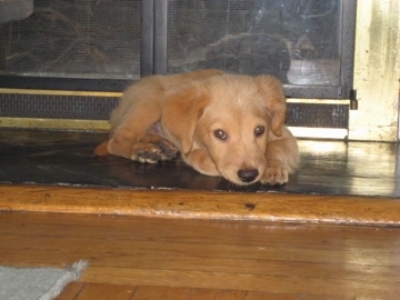 A brown Basset Retriever Puppy is laying down in front of a fireplace and it is looking forward.