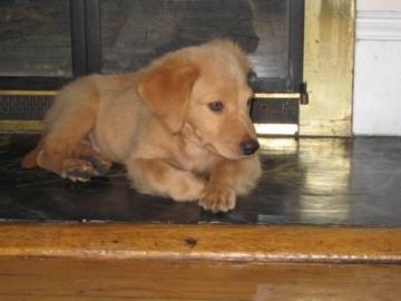 The front right side of a brown Basset Retriever puppy that is laying in front of a fireplace and it is looking to the right.